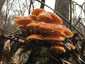 Téli fülőke (Flammulina velutipes), Budai-hegység